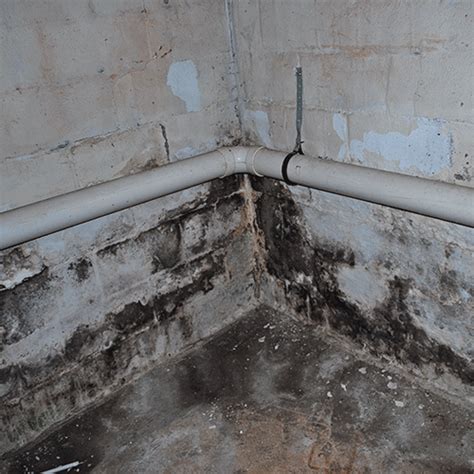 But if it's white mold growth, things can get confusing. Home - Environmental Mold Solutions