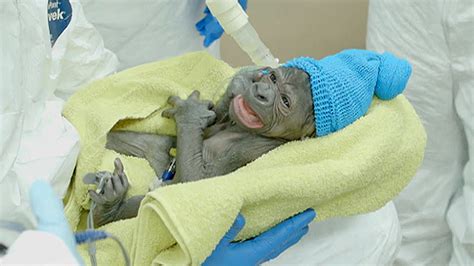 Meet A Baby Gorilla Born Via Rare C Section