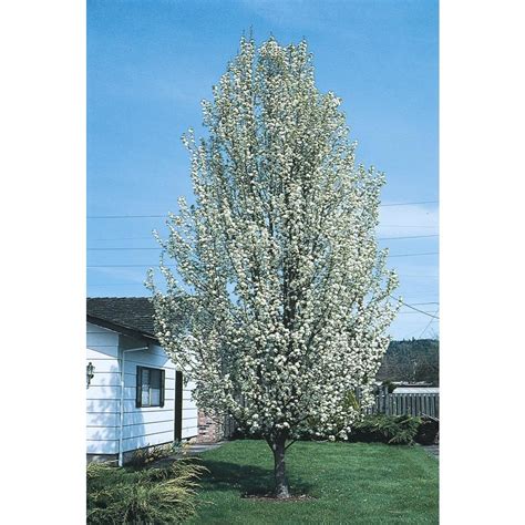 1025 Gallon Capital Flowering Pear Tree L1074 At