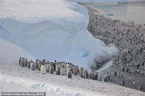 Satellite Images Reveal Antarctica Is Home To 20 Per Cent More Penguin