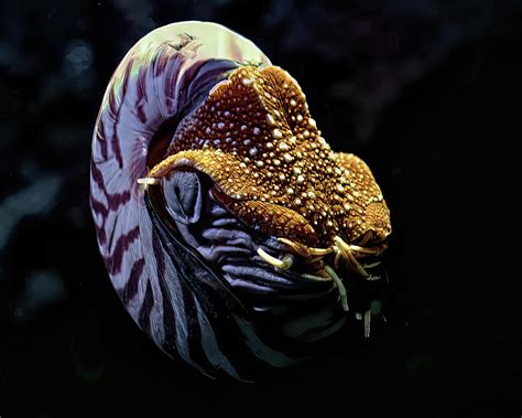 Nautilus Mollusk Photograph By John Beasley Pixels