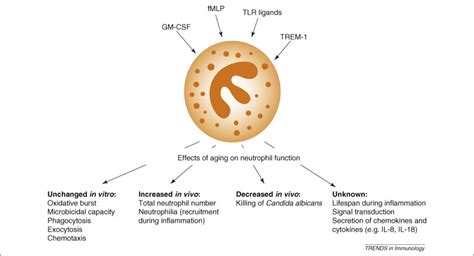 We did not find results for: Aging and innate immunity in the mouse: impact of ...