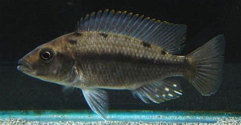 Eclectochromis Ornatus Akwa Mania