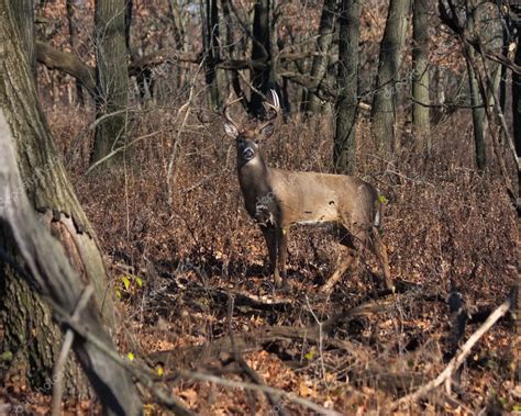 Deer Buck Posing In The Woodlands — Stock Photo © Mtruchon 9000535
