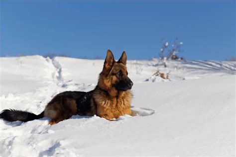 Are German Shepherds Cold Weather Dogs