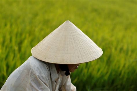 Nón Lá Việt Nam đẹp Dung Dị Qua ống Kính Reuters Tuổi Trẻ Online