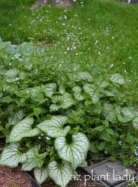 Plant Brunnera Jack Frost In A Shady Spot Birds And Blooms