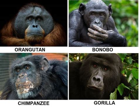 Ape Vs Monkey Differences And Comparison Differencess
