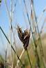 Schoenus nigricans (Black Bog Rush) : MaltaWildPlants.com - the online ...