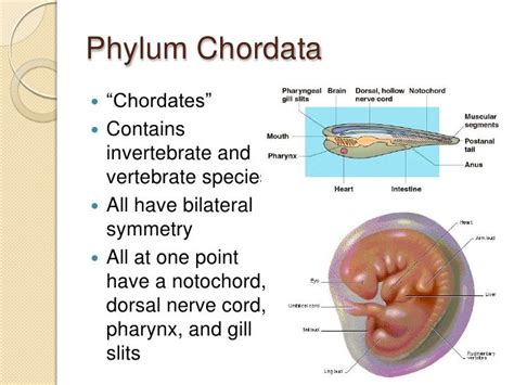 Unicellular animals like amoeba, paramoecium, monogystis and malaria parasite. 1000+ images about Phylum Chordata on Pinterest | The o ...