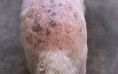 Black Marks On Dogs Skin
