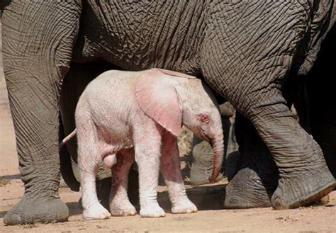 Rare Baby Albino Elephant Spotted By Tourists In Kruger National Park