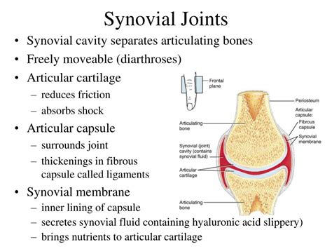 Examples Of Synovial Joints