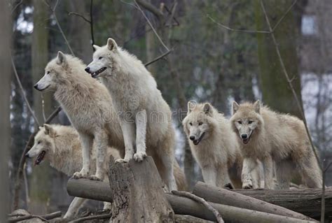 Arctic Wolf Facts For Kids Carehac
