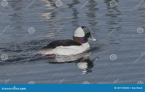 Bufflehead Drake Swimming In Pond Water Stock Photo Image Of Swimming