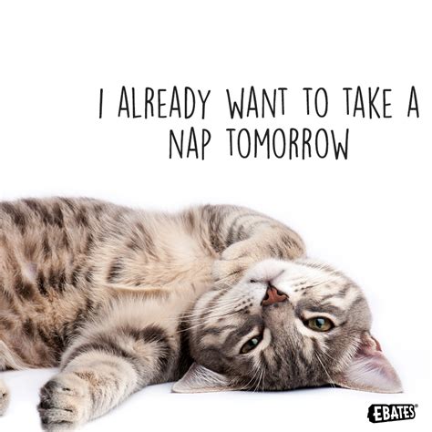Ebates Cute Cat Memes Take A Nap Cats