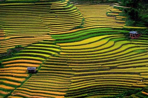 Rice Terraces Sapa Best Time To Visit The Terraced Paddy Fields In Sapa