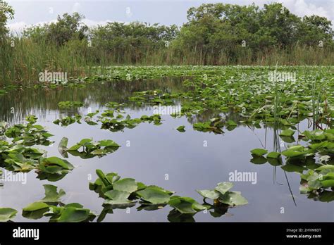 Natural View Of Lily Pads In Wetlands Of The Everglades In Florida Usa