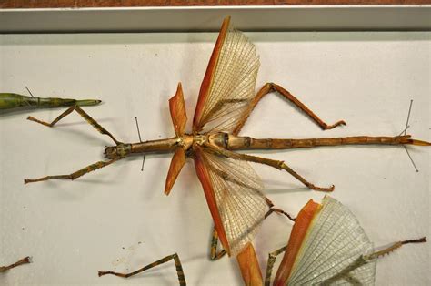 A Behind The Scenes Look At Our Stick Insect Collection Western