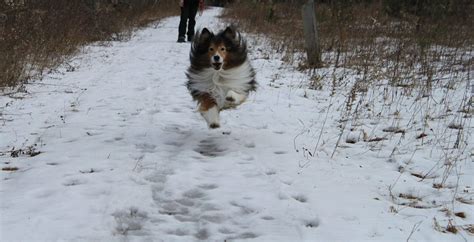 Sheltie Running Head On In The Snow Miniature Collie Herding Dogs