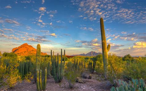 Desert Cactus Sky Clouds Sunset Mountain Wallpaper 1920x1200