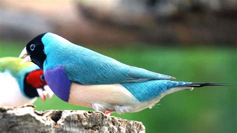 Hd Wallpaper Birds Gouldian Finch Branch Colorful Colors Earth