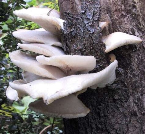 Shelf Mushrooms
