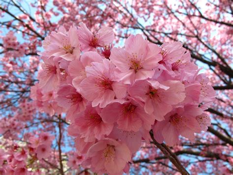 Free Photo Tokyo Sakura Japan Free Image On Pixabay 841814