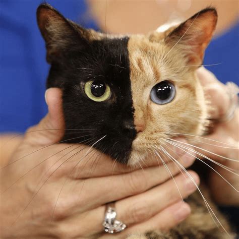45 Animals Who Won The Genetic Lottery Cats Two Faced Cat Cat Work