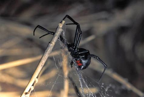 Female Black Widow Spider Size Black Widow Exterminators Control