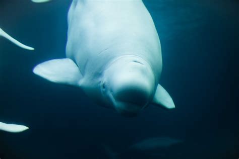 Amazing Facts About Beluga Whales Our Funny Little Site