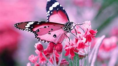Butterfly Pink Desktop Wallpapers Oneil Screensaver Roxanne