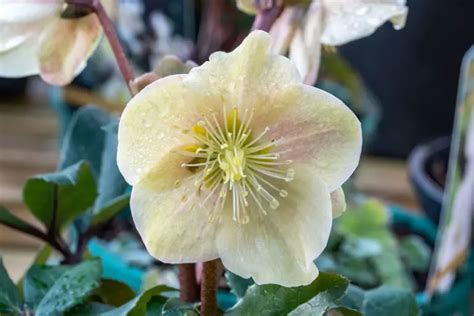 11 Different Types Of Hellebore Photos Garden Lovers Club