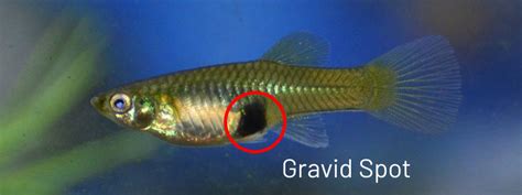 The gravid spot darkens and increases in size as the baby guppies mature inside the mother. How Long Does A Guppy Pregnancy Last - PregnancyWalls