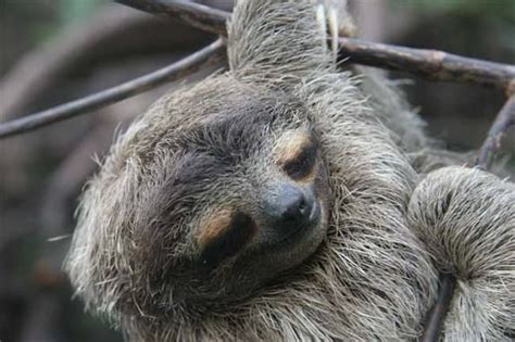 Sloths The Worlds Slowest Mammals Three Toed Sloth Sloth Photos