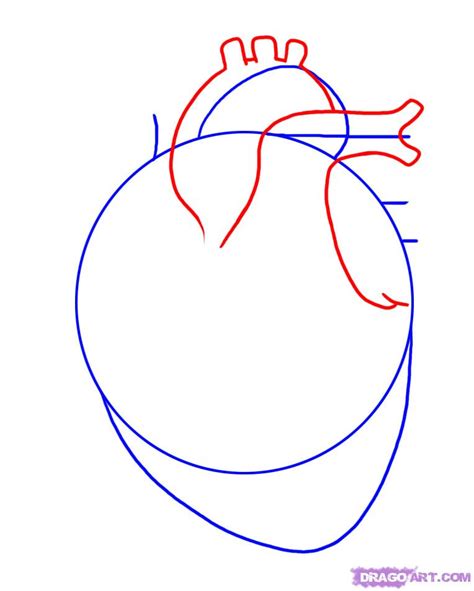 Step 2 How To Draw A Human Heart