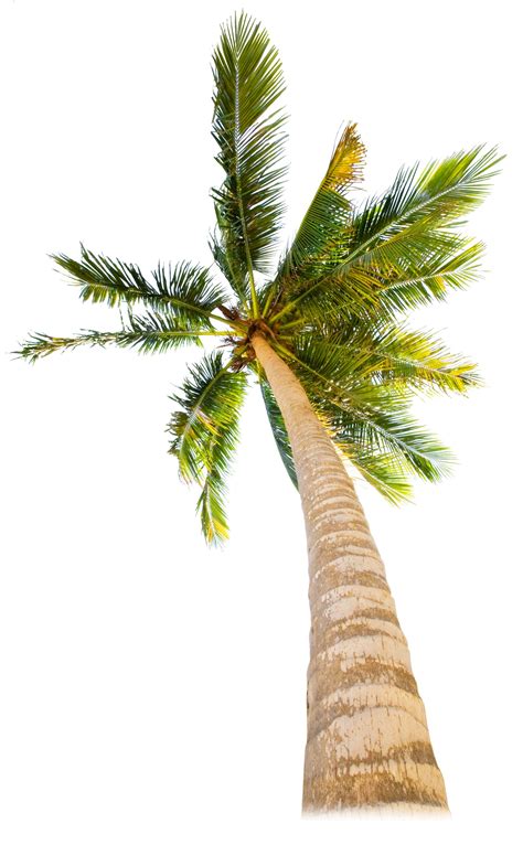 Tropical Trees Types Of Trees For Kids Dk Find Out