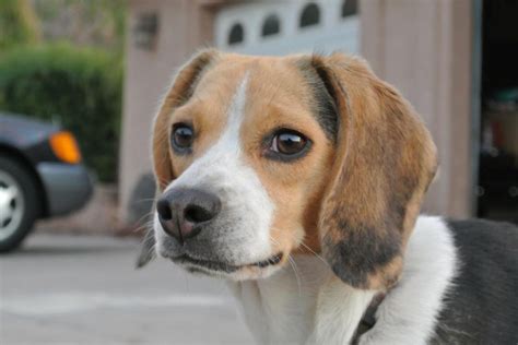 12 to 16 years trainability. Buy a Pocket Beagle ~ Little Beagles For Sale - Pocket ...