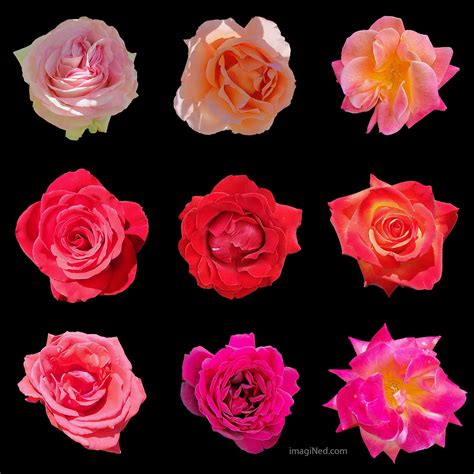 Nine Rose Grid Imagined Conceptual Artistry