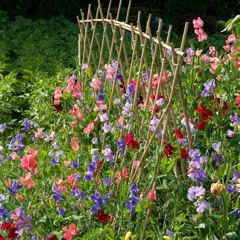 13 Perennial Vines Your Garden Cant Go Without In 2021 Sweet Pea