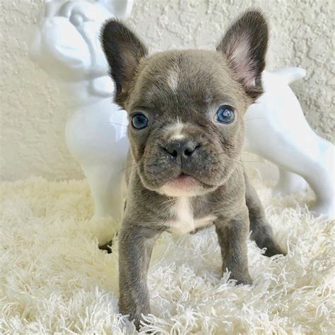How Much French Bulldog Puppies