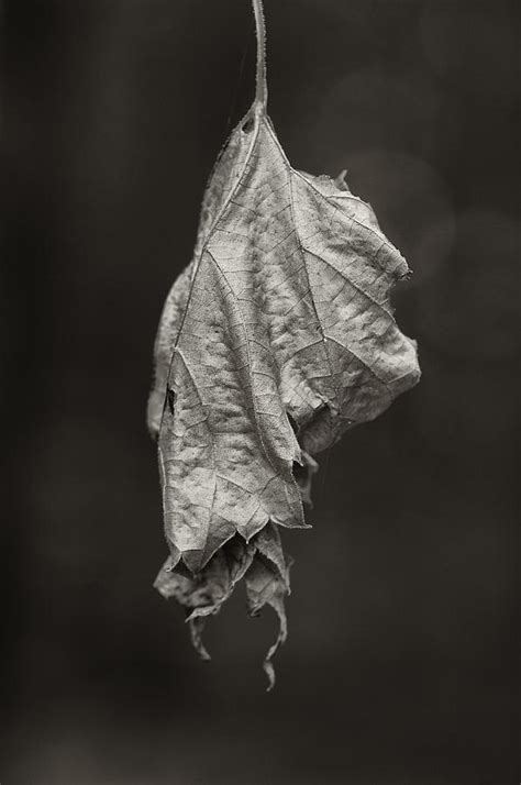 Dangling Dead Leaf Photograph By Ward Mcginnis Fine Art America