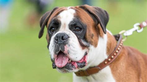 Boxer Dog Breed Information And Pictures Facts And Personality Traits