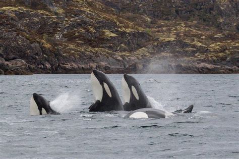 Killer Whales Spy Hopping During Carousel Feeding In Lofoten In