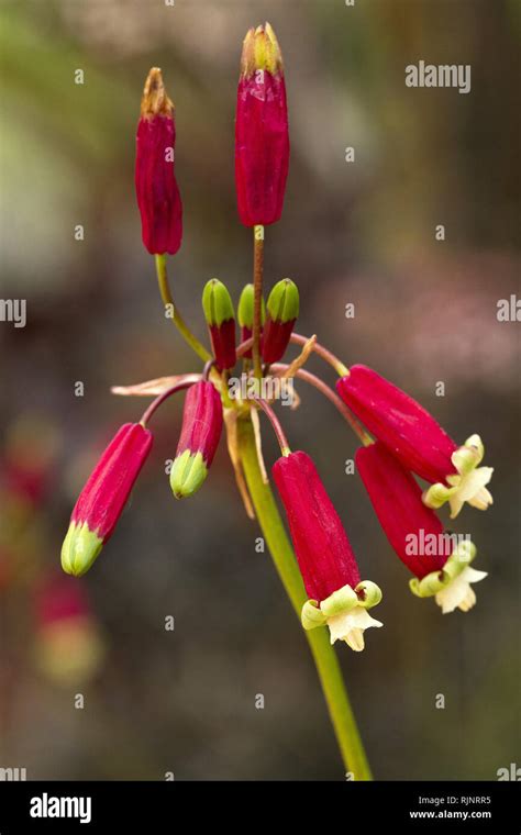 Firecracker Flower Dichelostemma Ida Maia Stock Photo Alamy