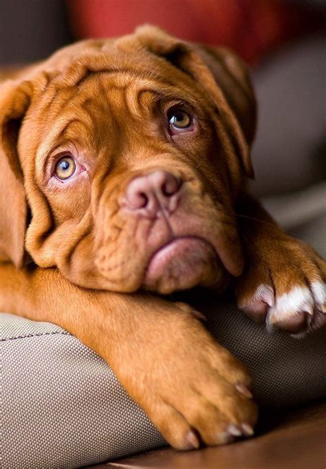 15 Best Images About Dogue De Bordeaux On Pinterest Best Dogs French
