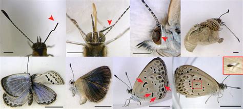 In Photos Fukushima Butterflies Plagued With Defects Live Science