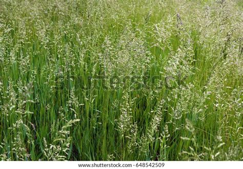 Meadow Grass Tall Fescue Festuca Partensis Stock Photo 648542509