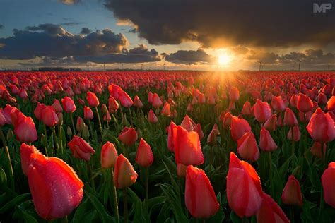 Tulips At Sunset By Martin Podt On 500px Flowers Photography Tulips