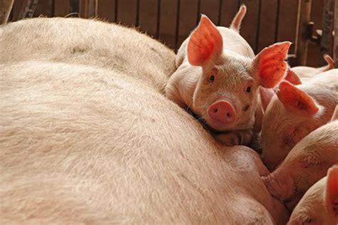 China Breeding Sow Stock Rises In October For First Time Since Swine